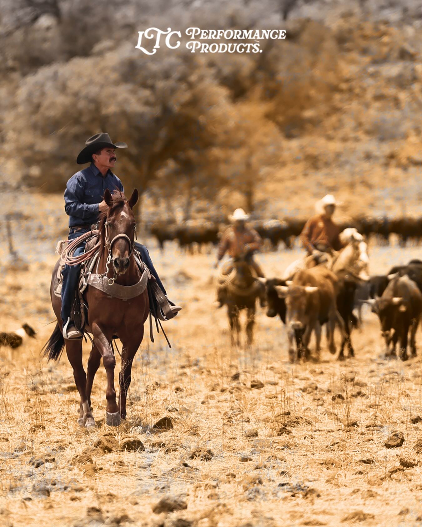 Caballo y jinete en el rancho, fotografía del Instagram de LTC